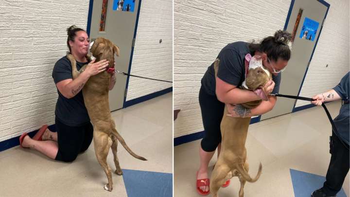 Indiana Woman’s World Shattered When Her Dog Disappeared, Then Came The Miracle Call