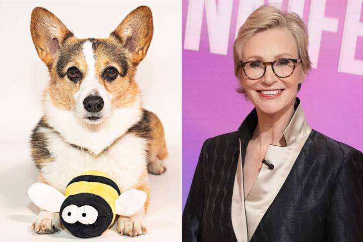 Jane Lynch Is Bringing Back Best in Show's Missing Busy Bee Dog Toy