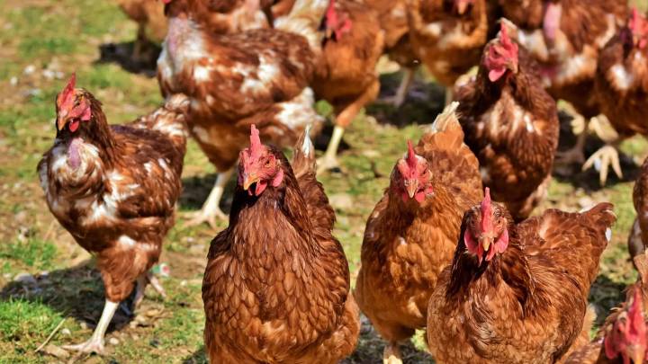 El confinamiento de aves de corral por gripe aviar afecta a 128 municipios de Aragón