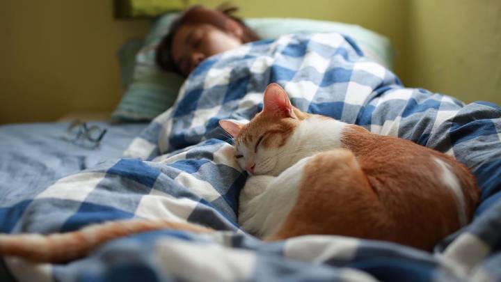 Qué significa que tu gato duerma con vos en la cama