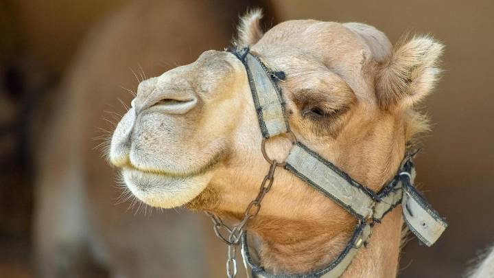 Camels could be key to future treatment of brain disorders, Alzheimer’s, psychiatric conditions