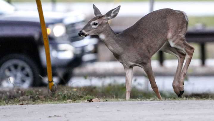 Ohio woman killed in 'aggressive' deer attack at home. Here's where