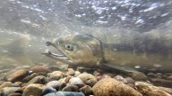 Salmon season underway at Chico Creek