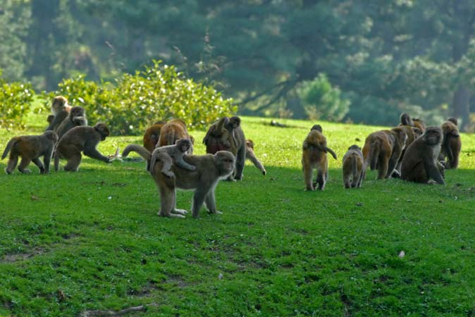 Dead Monkey Found in North Kashmir Water Plant, Residents Express Safety Concerns
