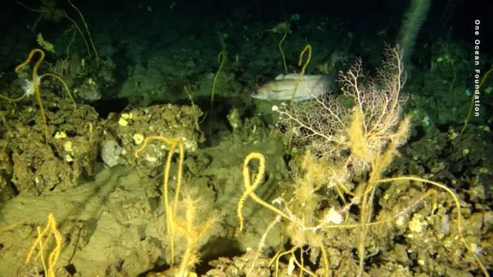 Protectores del Cañón de Caprera: guardianes de las profundidades del mar