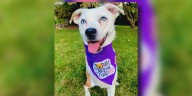 Student designs spirit wear line to benefit school therapy dog’s rescue agency