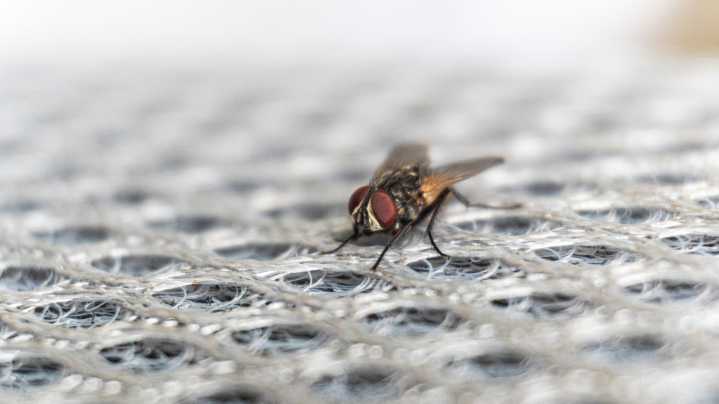 12 Ways To Deter Or Eliminate Annoying Flies From The House