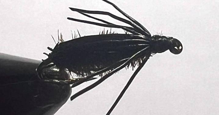 Tying the Deer Hair Beetle