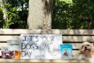 Couple Takes Dog with Dementia to Public Park for His 'Last Day' (Exclusive)