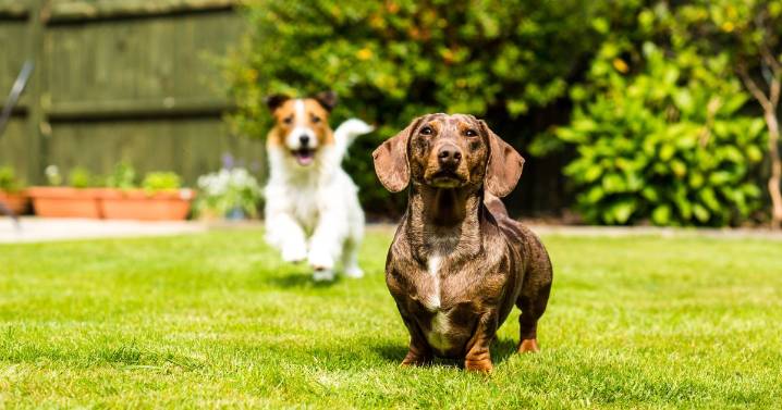 5 dog breeds 'you should avoid' according to trainer