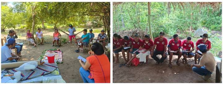 Campesinos de Acapulco alertan: el maíz híbrido está desplazando a las variedades nativas