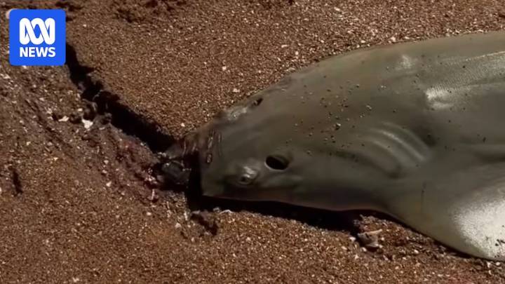 Sawfish found with rostrum cut off on Port Hedland beach sparks anger