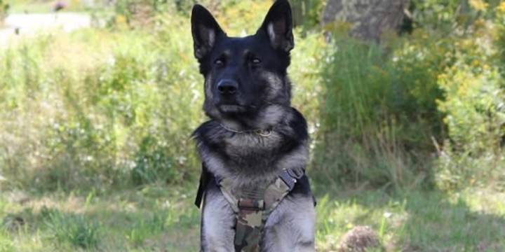 K9 officer locates man who escaped authorities in Stetson