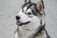 9 Best Dry Dog Foods for Alaskan Malamutes