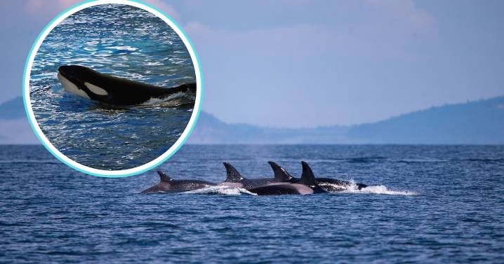 Un parto que cambia la ciencia: Orca da a luz en su hábitat natural
