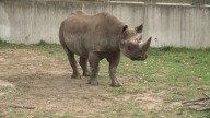 CBS 58 Exclusive: Milwaukee County Zoo welcomes 2 Eastern black rhinos