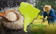 El país de América Latina que más produce y consume arroz en el mundo junto a China: superó más de 3 veces a Perú y Colombia