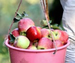 Afghan Apples Reach Pune Market via New Sea Route After Wagah Closure