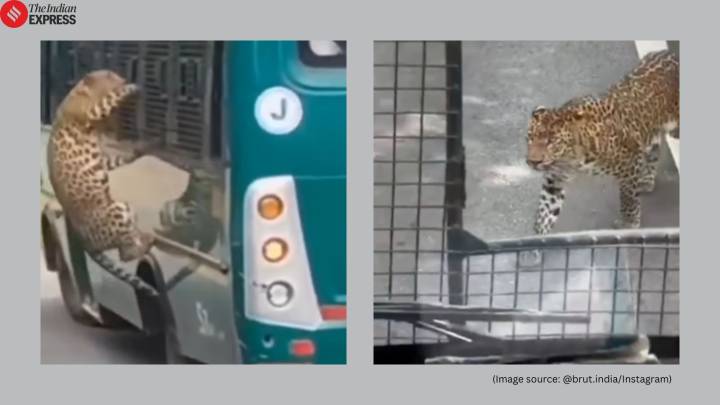 Chennai woman injured after leopard climbs onto safari bus; viral video sparks debate on ‘civic sense’