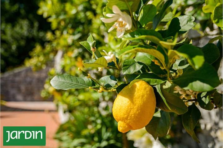 Frutales en maceta. Claves reales para que den mucha fruta