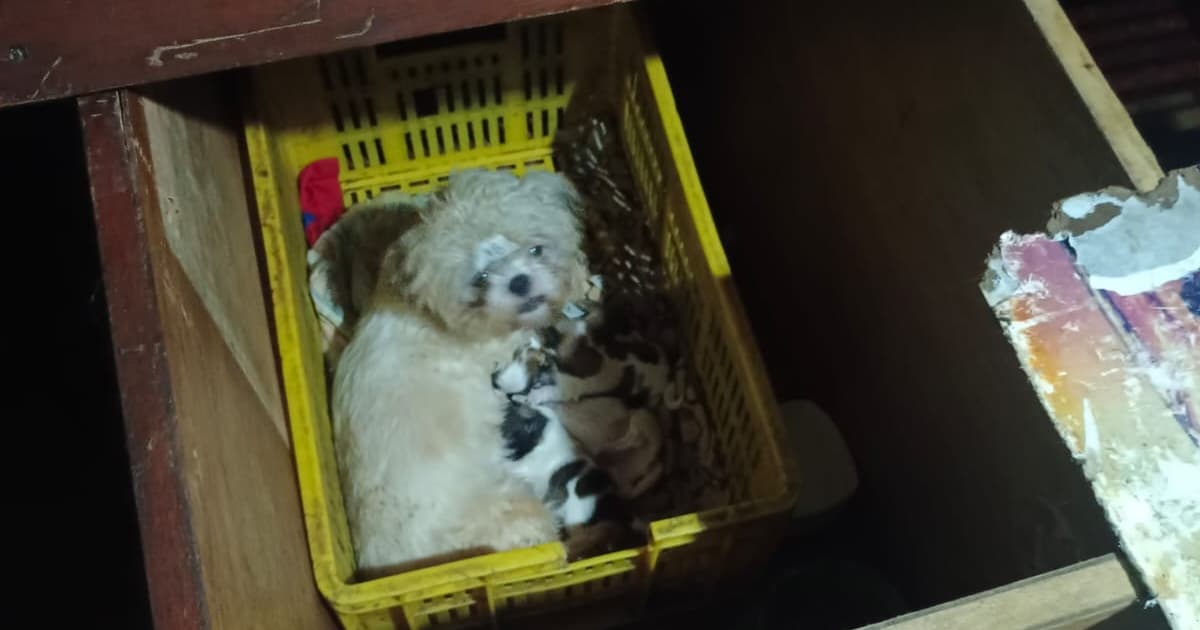 Desmantelan criadero ilegal de animales en Soacha