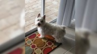 Florida Dog Spots Something Shiny In Her Backyard And Can’t Contain Her Excitement