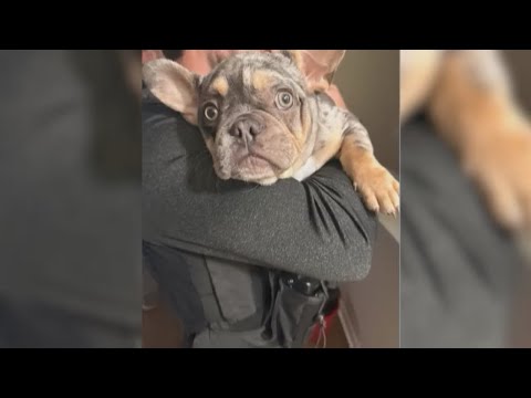 Hillsborough County deputies rescue dog stolen during armed burglary