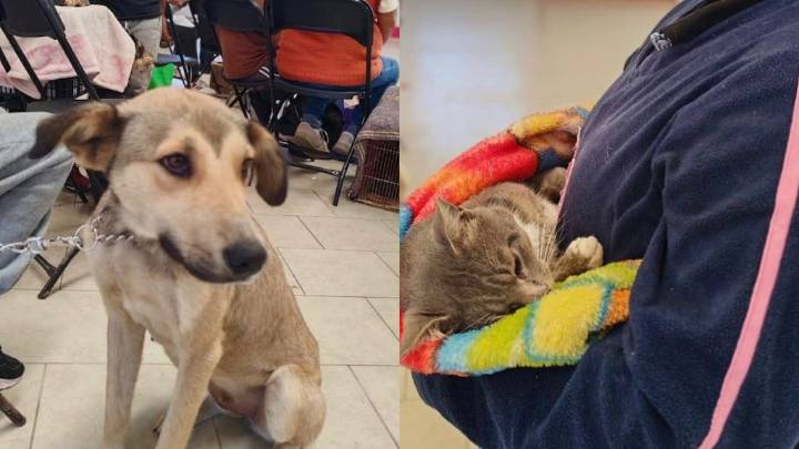 Amecameca realiza campaña de esterilización de mascotas