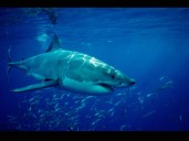 Inteligencia artificial que replica el sistema inmune de los tiburones: México innova en biotecnología