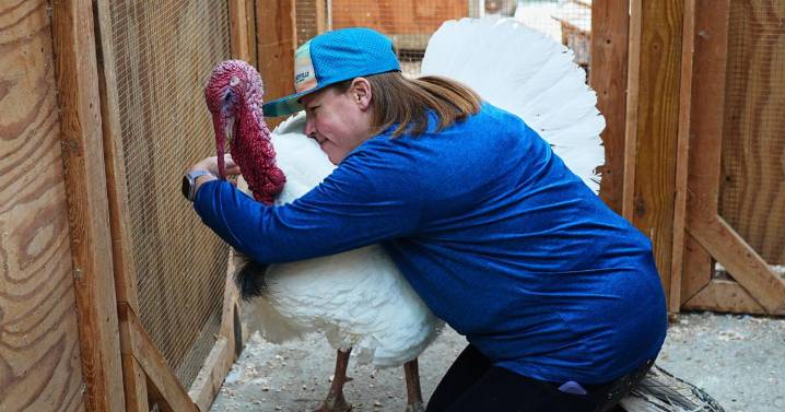 Some families are 'adopting' turkeys for Thanksgiving instead of eating them
