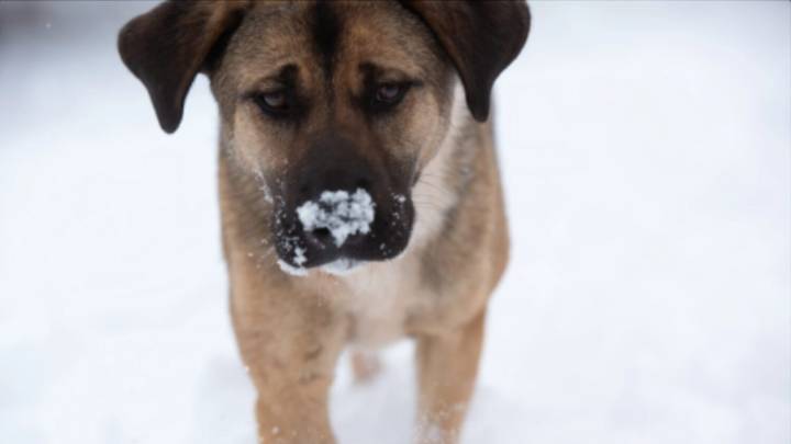 Keeping pets safe during cold winter months