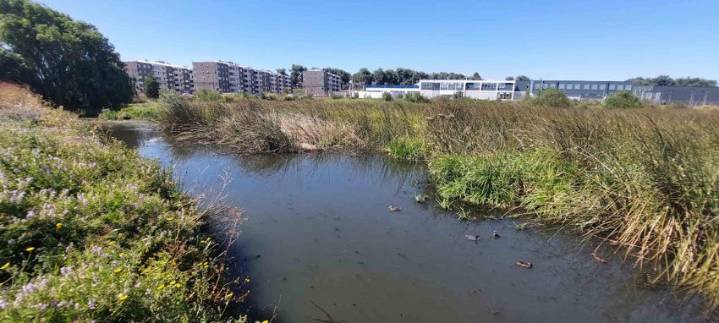 Humedal Paicaví: denuncian ingreso indebido de maquinaria y municipio ordena corregir trazado pactado