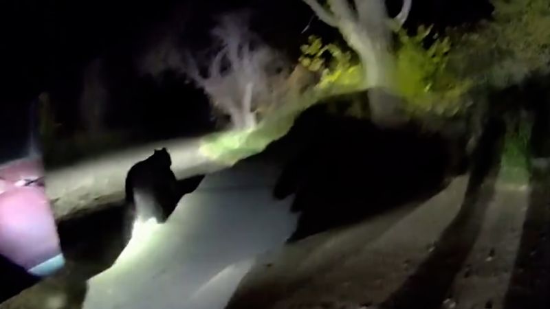 Liberan a un oso que quedó atrapado dentro de un auto