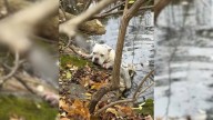 Frightened Pennsylvania Pup Trapped On Creek Bank Loses Hope Until Rescuers Arrive