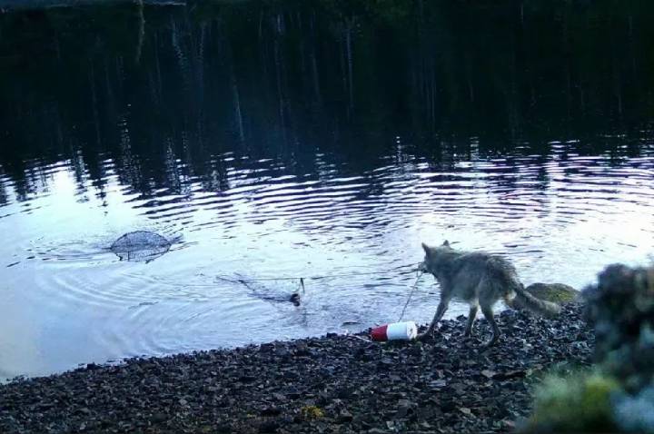B.C. wolves use line to pull up crab traps in first possible tool use by species