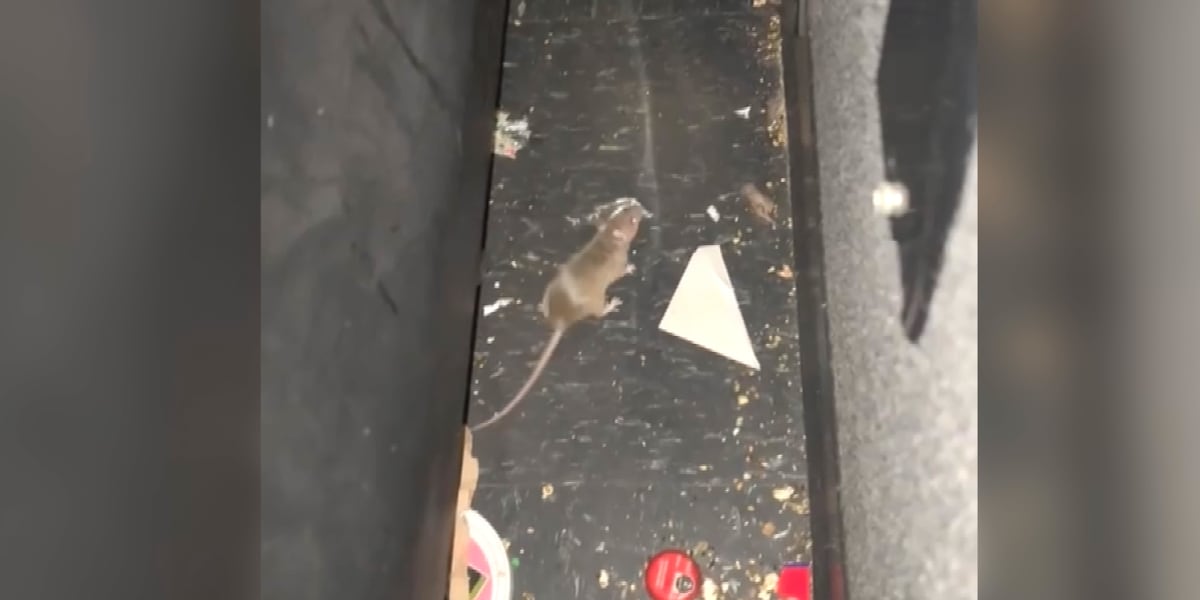 Waco Cinemark under investigation for mice after customer complaints