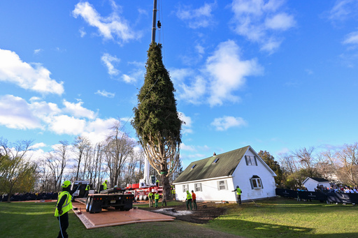 Rockefeller Christmas tree is harvested from upstate New York and begins trek to Manhattan