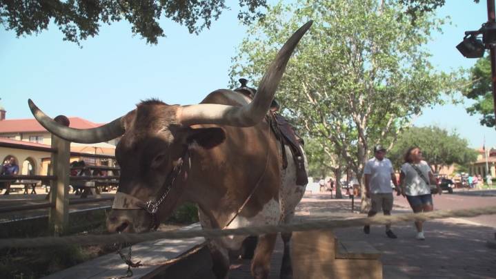 Fort Worth cattle drive returning Friday after hiatus due to equine virus