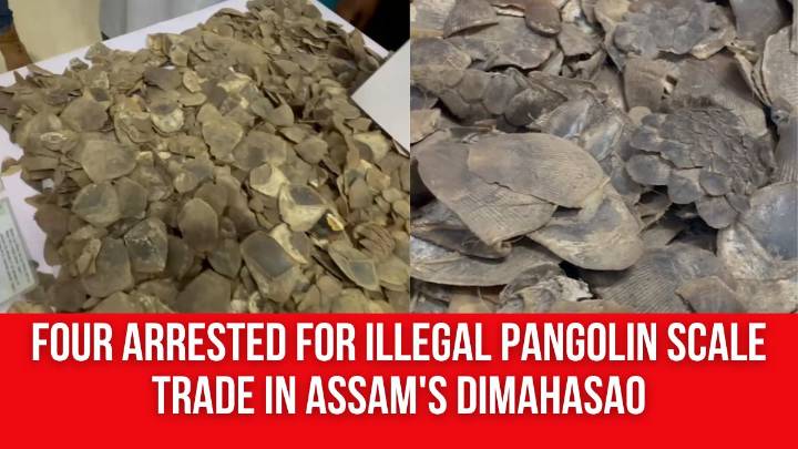 Four Arrested for Illegal Pangolin Scale Trade in Assam’s DimaHasao