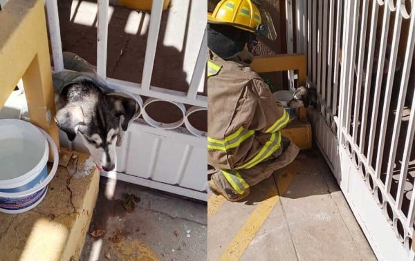 Bomberos rescatan a perrito que tenía la cabeza atorada en barandal