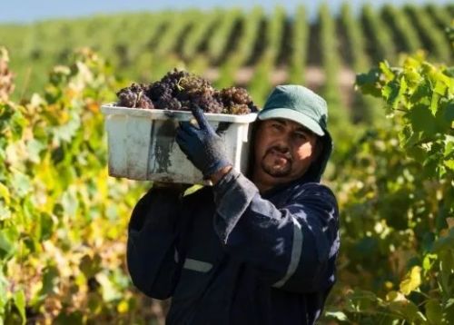 El Gobierno eliminó 973 normas para reducir la regulación en la industria vitivinícola