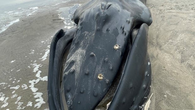 Humpback whale that washed ashore in Neskowin likely…