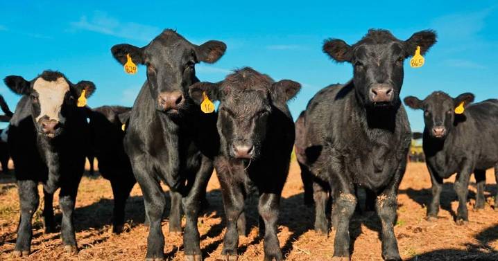 Birds of Prey: Black vultures attack and kill cattle. Climate change is one reason they’re spreading north