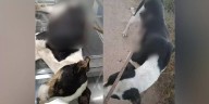 ¡Horrible maltrato animal en Ocotlán! Perro es atravesado con varilla, sociedad exige justicia