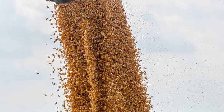 Nebraska panel reinstates license to Omaha grain dealer