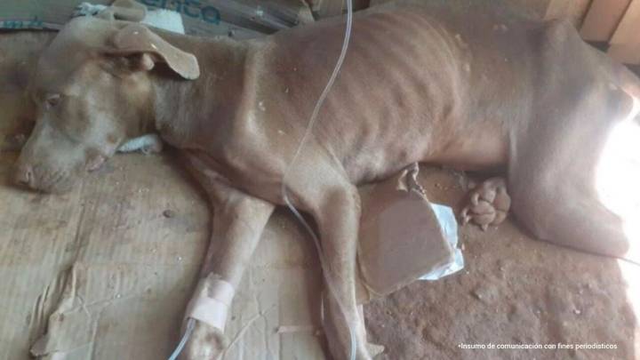 ¡Crueldad sin límites! Condenados los hombres que acabaron con la vida de los perritos ‘Kiara’ y ‘Odín’