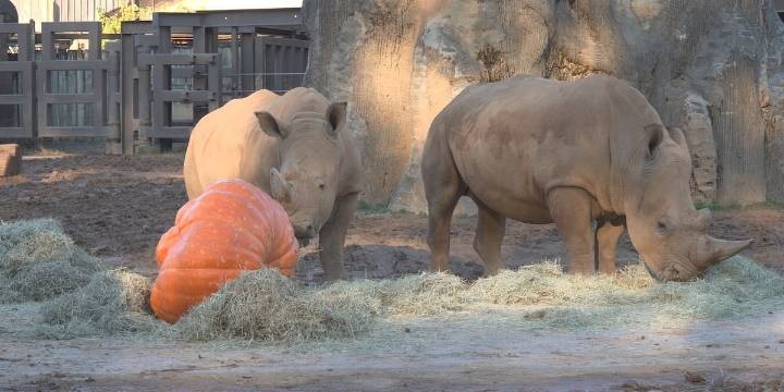 Dollywood donates colossal pumpkins to Zoo Knoxville