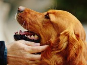 La genética revela por qué algunos golden retriever son más ansiosos