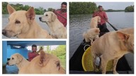 Simba, Brownie, Bruno: Three dogs guarding their master during fishing trips