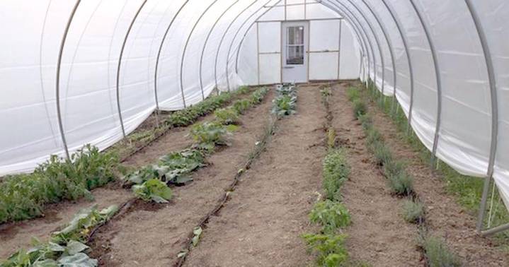 West Virginia growers extend harvests with high tunnels: planning and funding are key